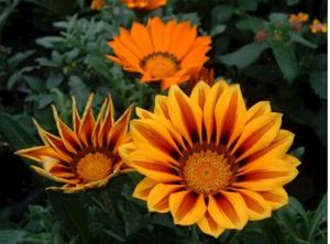 Image chosen by user