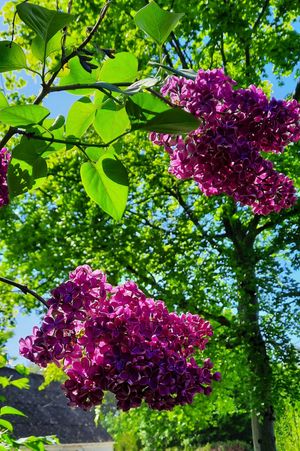 Image chosen by user