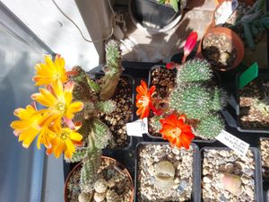 Image chosen by user