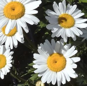 Image chosen by user