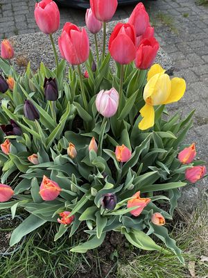 Image chosen by user