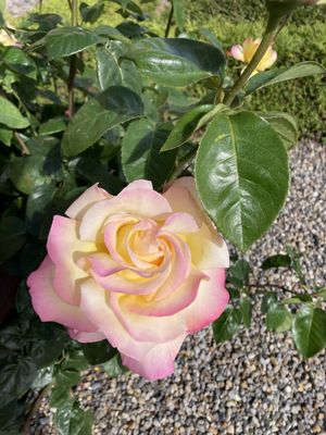 Image chosen by user