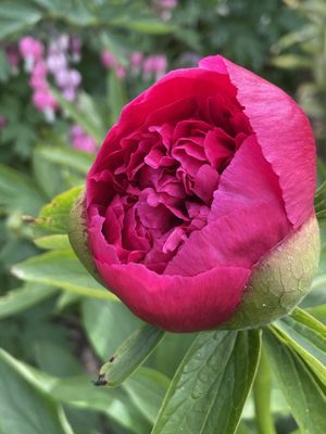 Image chosen by user