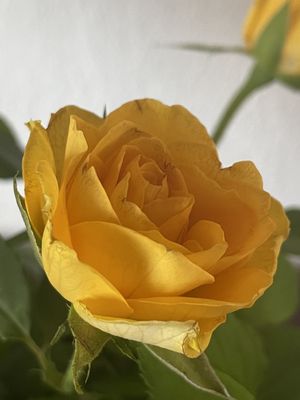 Image chosen by user