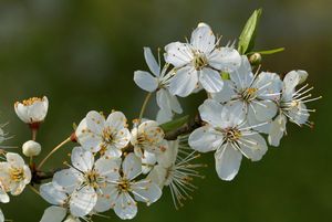 Image chosen by user