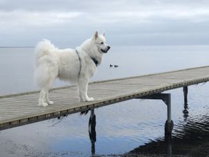 Image chosen by user