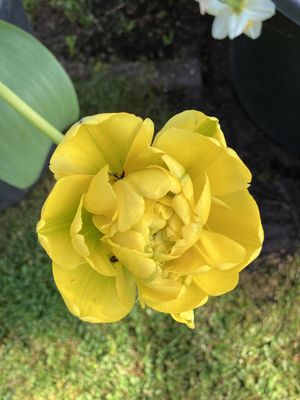 Brugervalgt billede