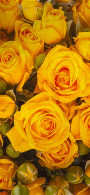 Image chosen by user