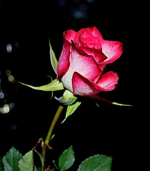 Image chosen by user