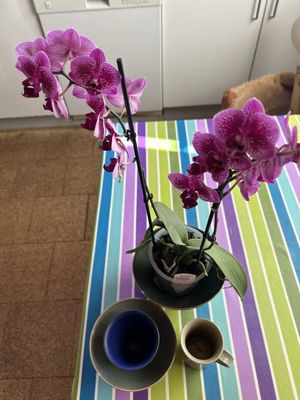 Image chosen by user