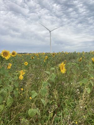 Image chosen by user