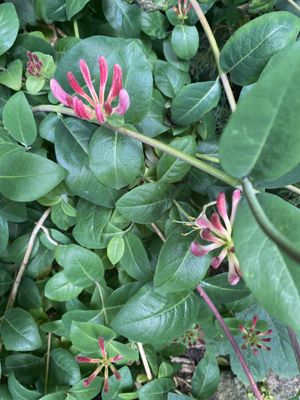 Image chosen by user