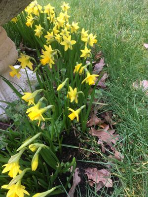 Image chosen by user