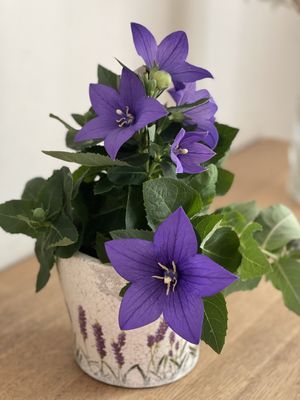 Image chosen by user