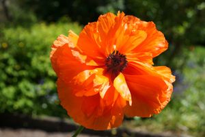 Image chosen by user