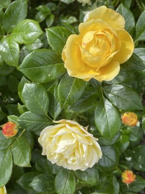 Image chosen by user