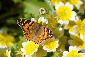 Image chosen by user