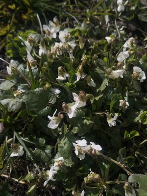 Image chosen by user