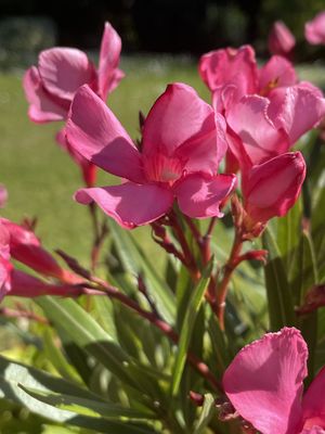 Image chosen by user