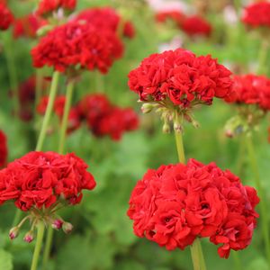 Image chosen by user