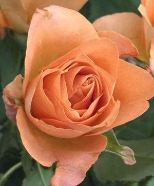 Image chosen by user