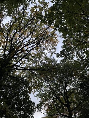 Image chosen by user