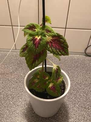 Image chosen by user