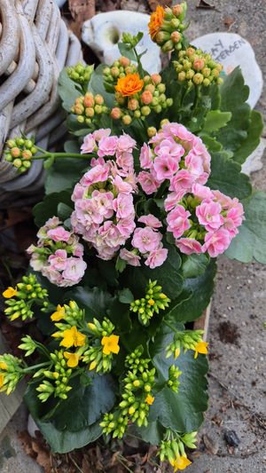 Image chosen by user