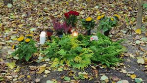 Image chosen by user