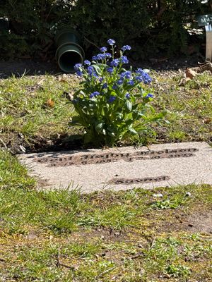 Image chosen by user