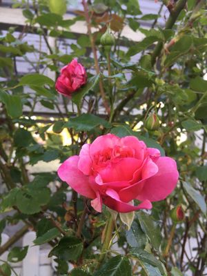 Image chosen by user