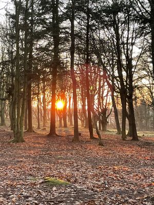 Image chosen by user