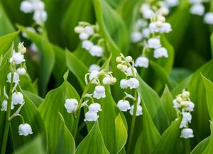 Image chosen by user