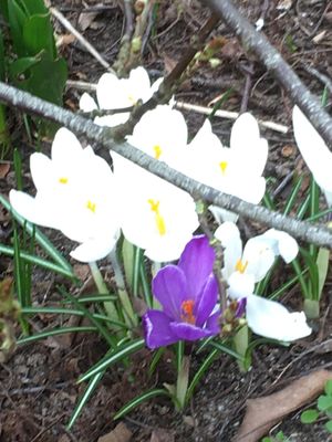 Image chosen by user