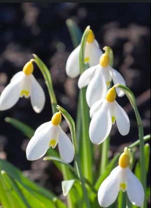 Image chosen by user