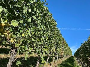 Vom User ausgewähltes Bild