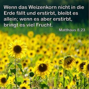 Vom User ausgewähltes Bild