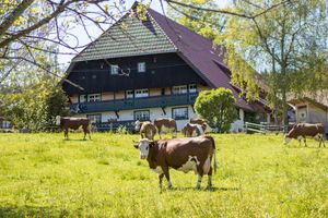 Vom User ausgewähltes Bild