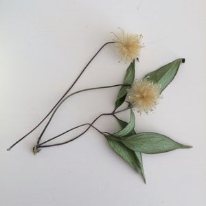 Image chosen by user