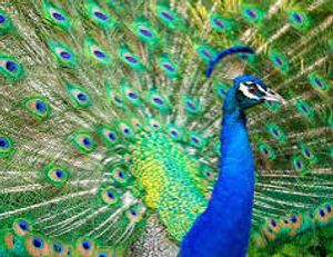 Image chosen by user