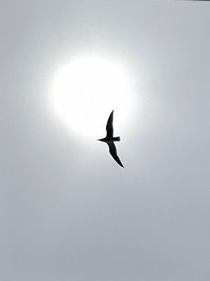 Vom User ausgewähltes Bild