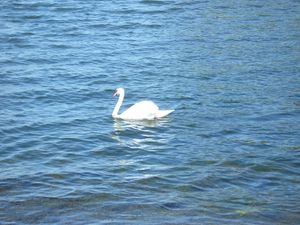 Image chosen by user