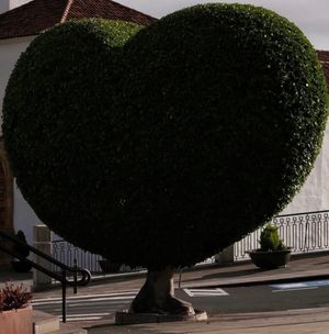 Vom User ausgewähltes Bild