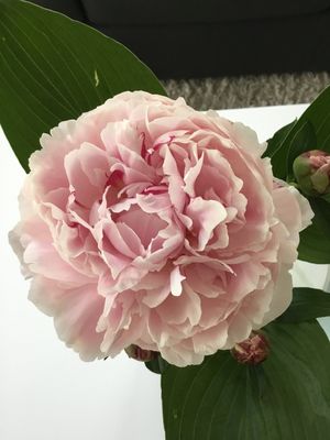 Image chosen by user