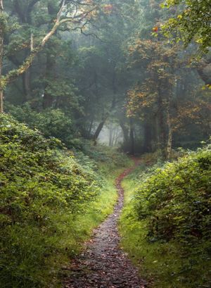 Vom User ausgewähltes Bild