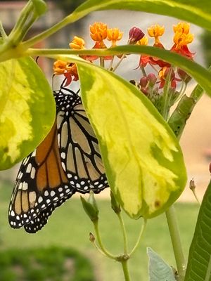 Vom User ausgewähltes Bild