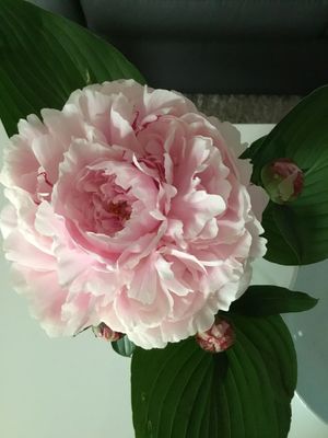 Image chosen by user