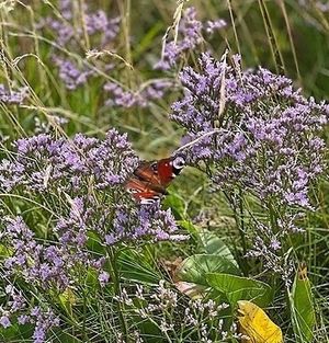 Image chosen by user