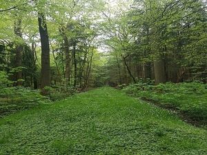 Image chosen by user