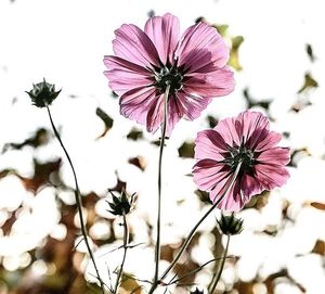 Image chosen by user